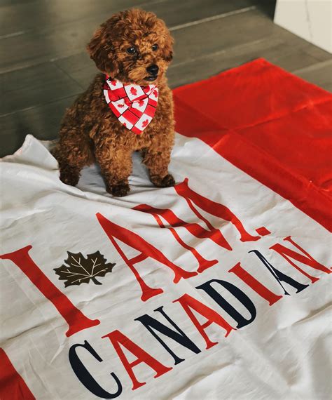 Maple 🍁 Is Ready For A Celebration Happy Canada Day Canada
