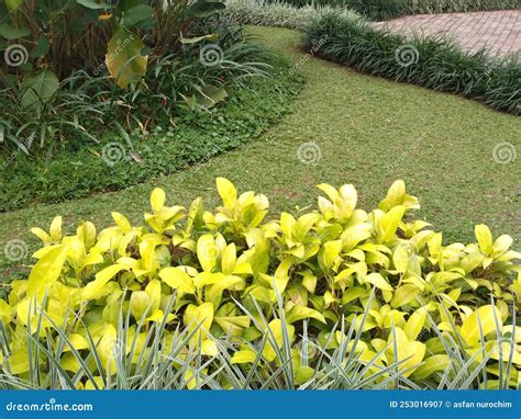 Tropical Landscape Garden Shrubs With A Combination Of Plant Types
