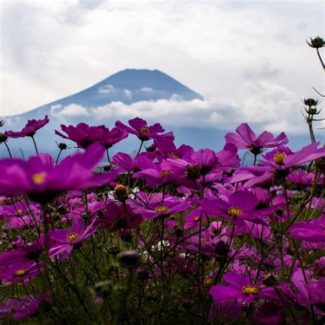 Kebun Bunga Hananomiyako Di Gunung Fuji Info Wisata Liburan Jepang