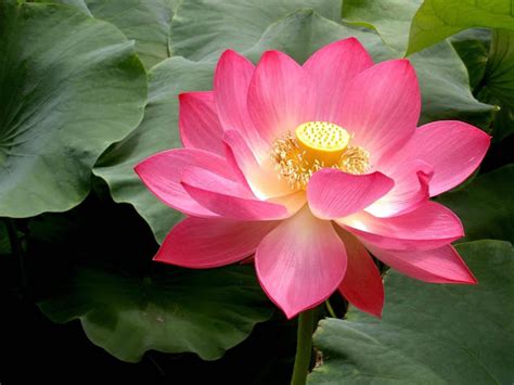 Beautiful Lotus Flower Photos Incredible Snaps