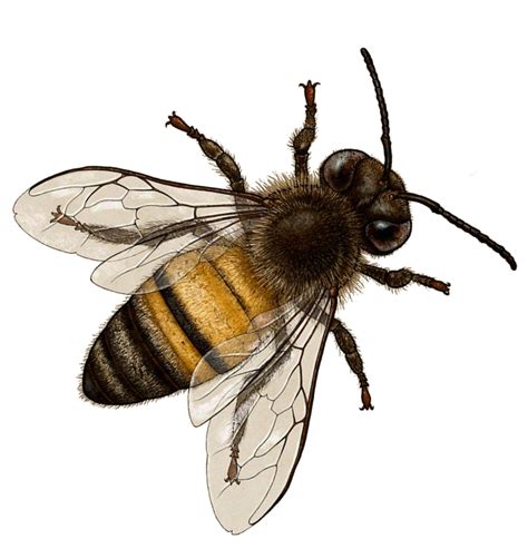 Queen Bee Transparent Background