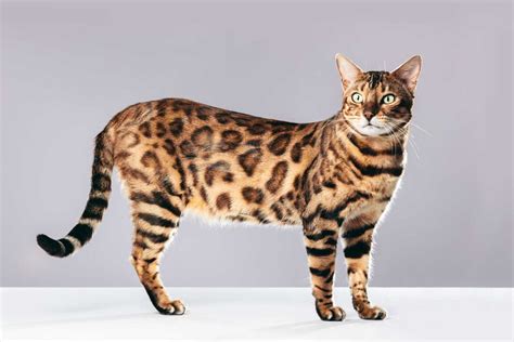 Bengalkatze Preis Haltung Charakter Größe Im Katzen Steckbrief