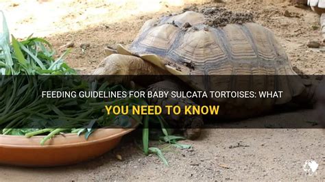 Feeding Guidelines For Baby Sulcata Tortoises What You Need To Know