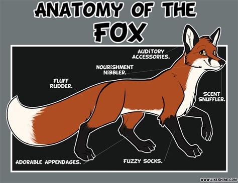 Anatomy Of The Red Fox Artwork Print Etsy