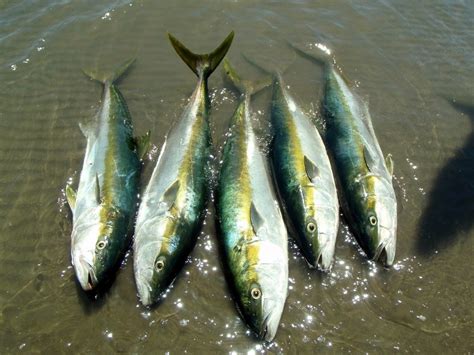 How To Catch California Yellowtail Tips For Fishing For Yellowtail