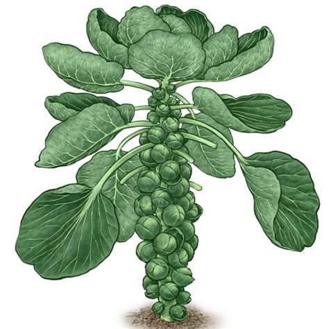 All About Growing Brussels Sprouts Organic Gardening