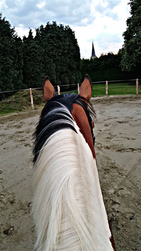 The Calmest Horse Is The Best Riding Horse Here Most Beautiful Animals