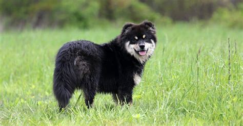 Finnish Lapphund Dog Breed Complete Guide A Z Animals