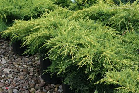 Gold Star Juniper Qty 60 Live Plants Groundcover