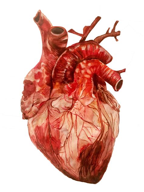 Как Выглядит Сердце Человека Картинки Для Детей Telegraph