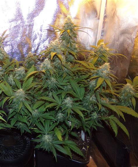 We've built all the features your organisation will ever need into the most intuitive to use training management platform available. Galería de Variedades: Big Bud (Sensi Seeds) PIC ...