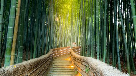Path Between Bamboo Forest 4k 5k Hd Beautiful Wallpapers Hd