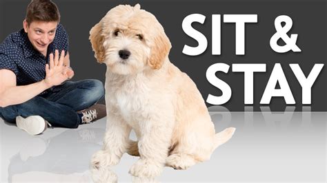 How To Teach Your Puppy To Sit And Stay All Your Dog News