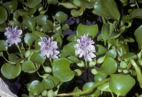 Eichhornia crassipes (Pontederiaceae) image 3871 at PlantSystematics.org