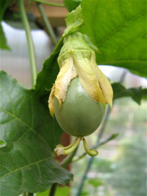 Check 'passion fruit' translations into min nan chinese. Growing Lilikoi - aka Passion Fruit - in Seattle - Garden ...