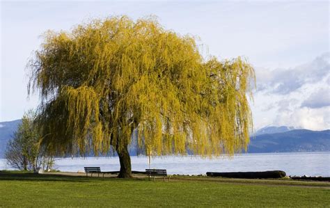 Weeping Willow Tree Diseases And The Ways We Can Tackle