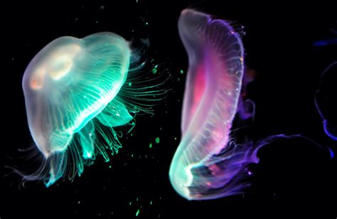 5 Amazing Bioluminescent Animals That Emit Their Own Light Bullfrag