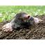 Moles Control & Removal Services  Get A Quote