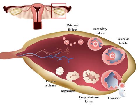 12 Ovulation Symptoms And Signs 69 Of Women Dont Know These