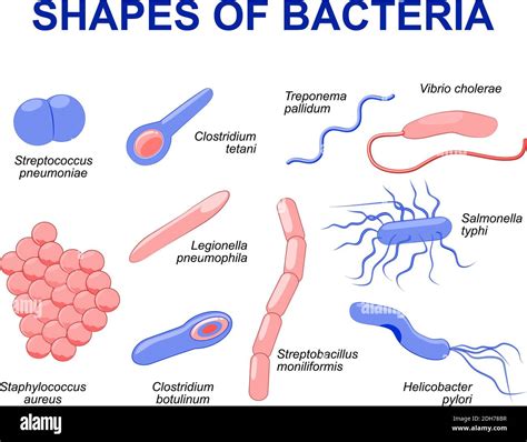 Bacterias Comunes Infectando Humanos Ilustración Vectorial Las