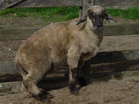 Woolshed 1 Facial Eczema Fe Farmer Information Part 9 Sheep