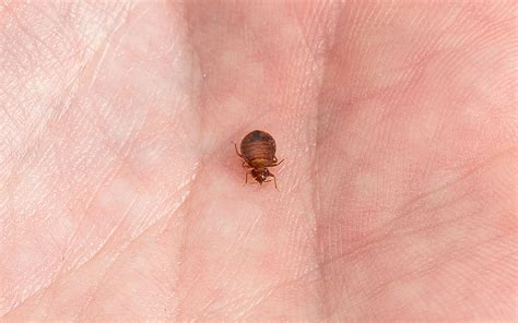 What do bedbugs bites look like, how to get rid of bedbugs. Sleep Tight: Orkin's 2018 Top Bed Bug Cities