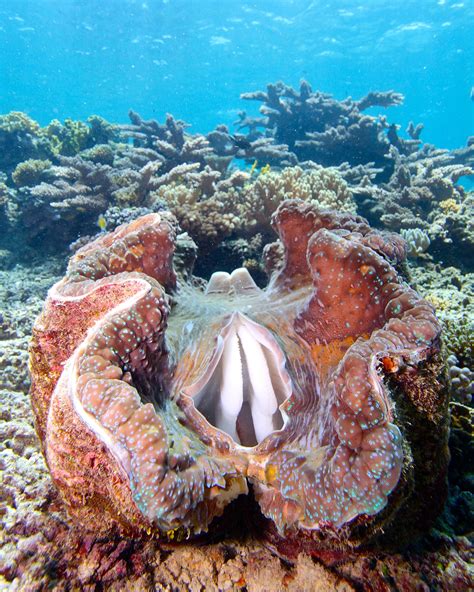 Giant Clam 6 Long Great Barrier Reef Australia Fun Facts