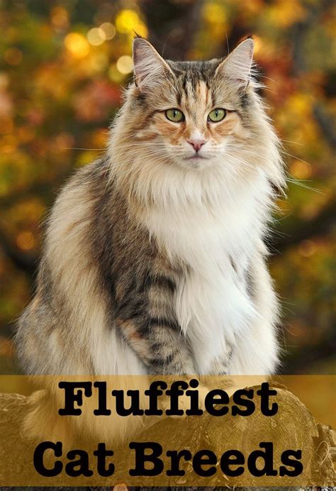 Maybe you would like to learn more about one of these? Fluffy Cat Breeds - Discover The Fluffiest Kitties Around ...