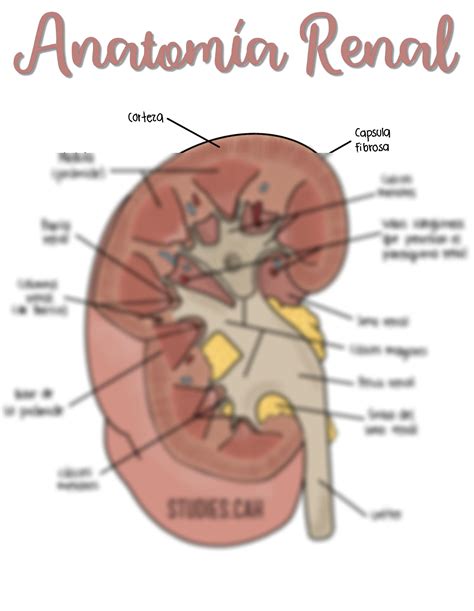 Solution Anatomía Renal Studypool