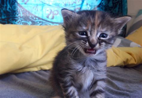 Purrmanently Sad Cat The Adorable Kitten That Will Break Your Heart