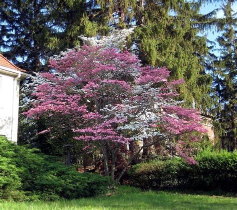 The pink flowering dogwood tree is a cherished heirloom tree native to the eastern u.s. pink & white dogwood tree | Dogwood trees, Landscape ...