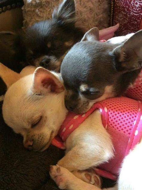Original Perro Chihuahua Bebe Pets Lovers