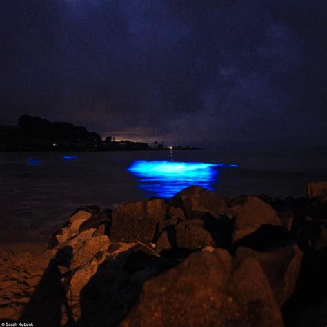 Stunning Bioluminescence Event Lights Up Tasmanian Beaches Daily Mail