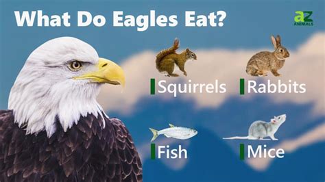 What Do Eagles Eat A Z Animals