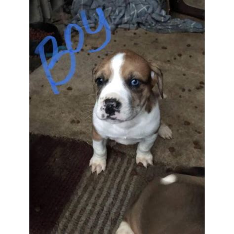 Check spelling or type a new query. Free puppies boxer mix in Bonnieville, Kentucky - Puppies for Sale Near Me