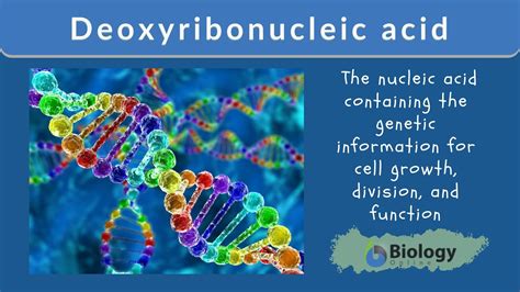 Deoxyribonucleic Acid Dna Definition And Examples Biology Online