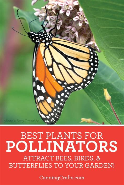 Unlike other pollinators who are only attracted to flowers (such as bees), there are two types of plants butterflies need: How to Plant a Pollinator Garden for bees, butterflies ...