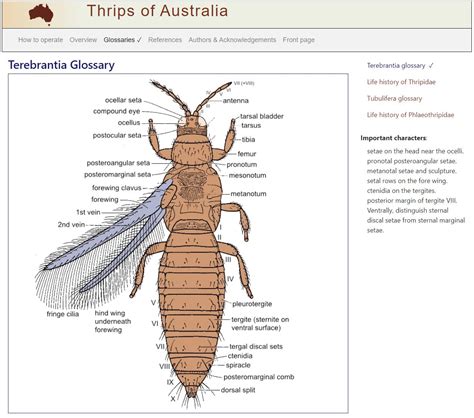 Thysanoptera Australiensis Key Search