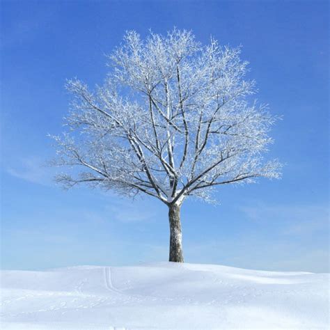 Snow Covered Tree In Winter 3d Model