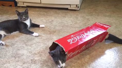 Funny Cats Playing With Box Youtube
