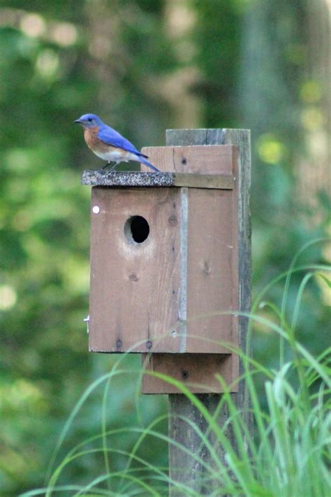 Bluebird Nesting At Aclt In Pictures