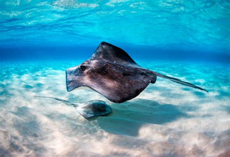 4500 Stingray Swim Stock Photos Pictures And Royalty Free Images Istock