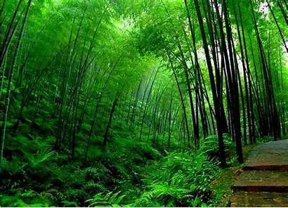 Bamboo Tree Wallpapers Forest Trees Plant Zen