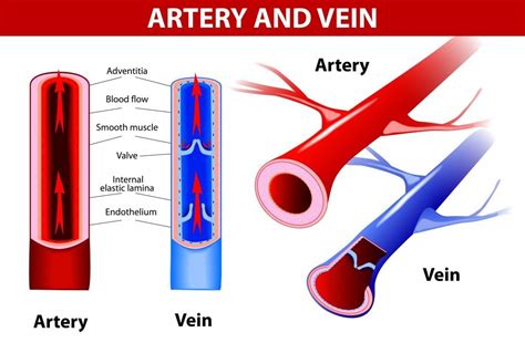 Why Is Blood Taken From Veins And Not Arteries Science Abc