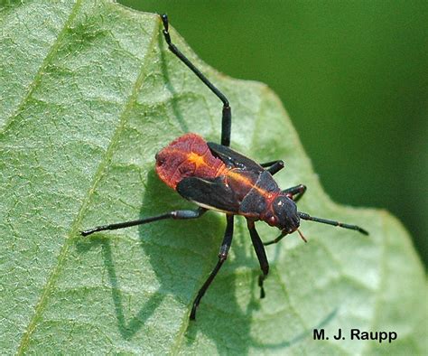 Boxelder Bungalow Boxelder Bugs Boisea Trivittatus — Bug