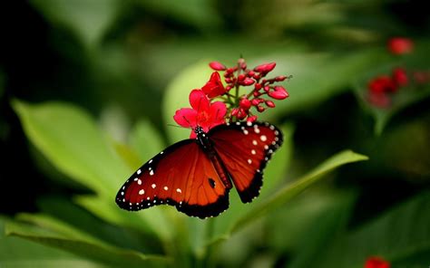 Red Butterfly Wallpapers Wallpaper Cave