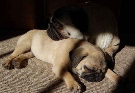 Pugs Will Sleep Anywhere Pugs Cute Pugs Pug Puppies