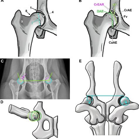 Pdf Diagnosis Prevention And Management Of Canine Hip Dysplasia A