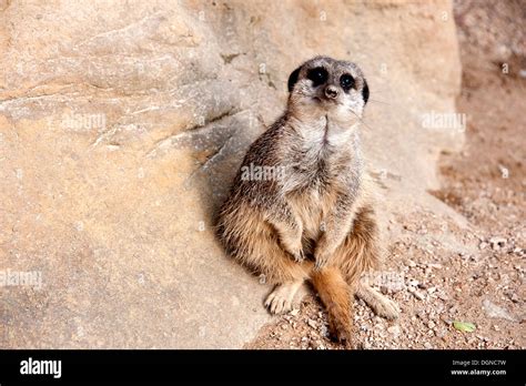 Meerkat Sitting On Rock Looking Straight At Camera In Meerkat Enclosure