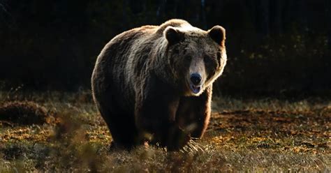 grizzly bears once ruled california here s why they no longer roam the state active norcal